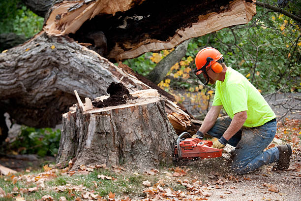 Professional  Tree Services in Leavenworth, KS